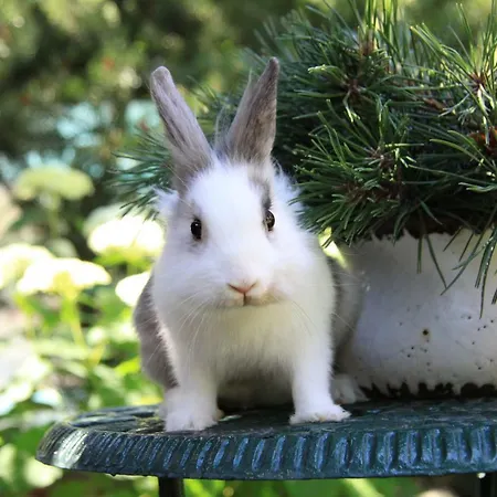 Вілла Boutique Artemide *